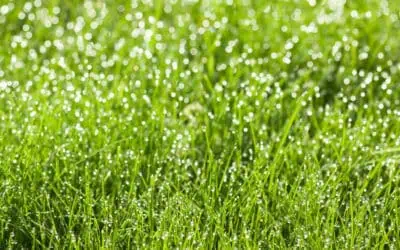 The Best Time of Year to Re-Seed Your Lawn