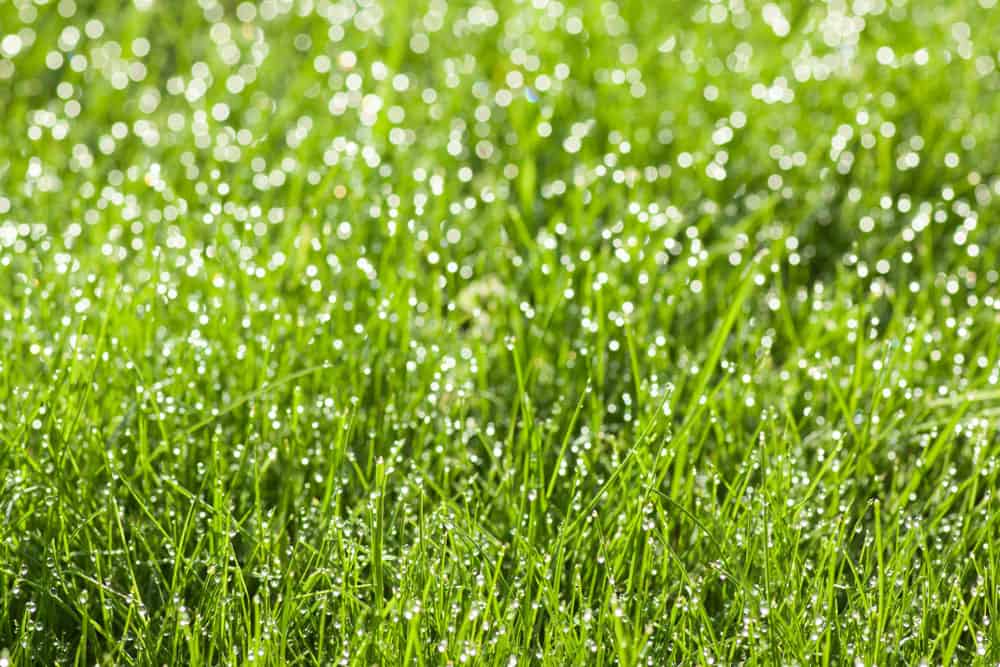 The Best Time of Year to Re-Seed Your Lawn