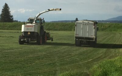 Revitalize Your Lawn with Grass Seeding